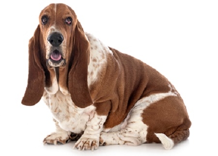 basset hound in studio
