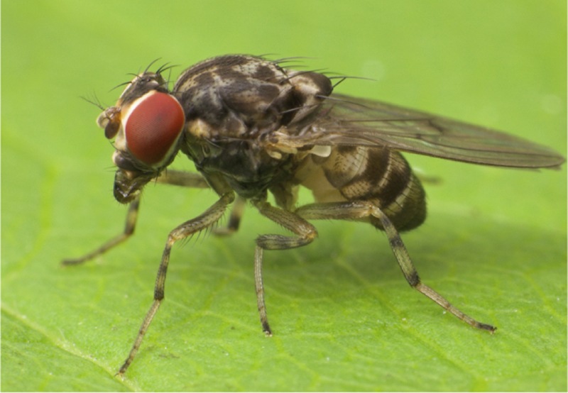 Eine Fruchtfliege der Gattung Phortica sitzt auf einem hellgrünen Blatt.