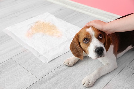 Cute dog near underpad with wet spot on floor