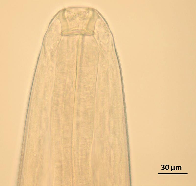 Bei der mikroskopischen Untersuchung eines adulten Wurms von Thelazia callipaeda kann die lippenlose, hexagonale Mundkapsel nachvollzogen werden.