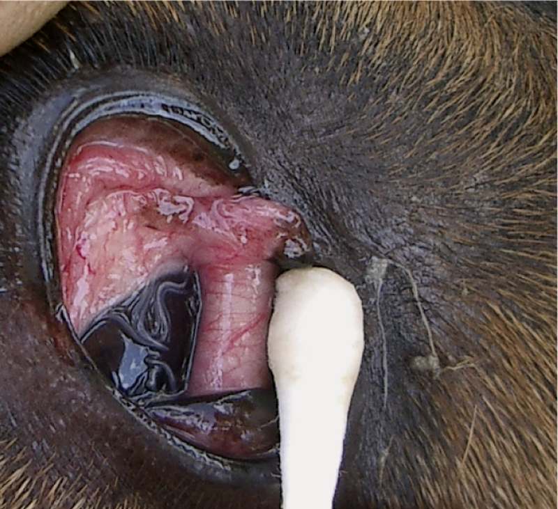 Nach Anheben der Nickhaut eines Hundes sind adulte Exemplare des Augenwurms gut sichtbar.