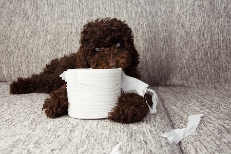 puppy dog mischief. chocolate poodle shedding and unrolling toil