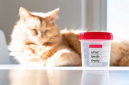 Adorable cat with a collecting urine sample for urinalysis. Urin