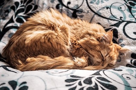 sleeping red persian cat