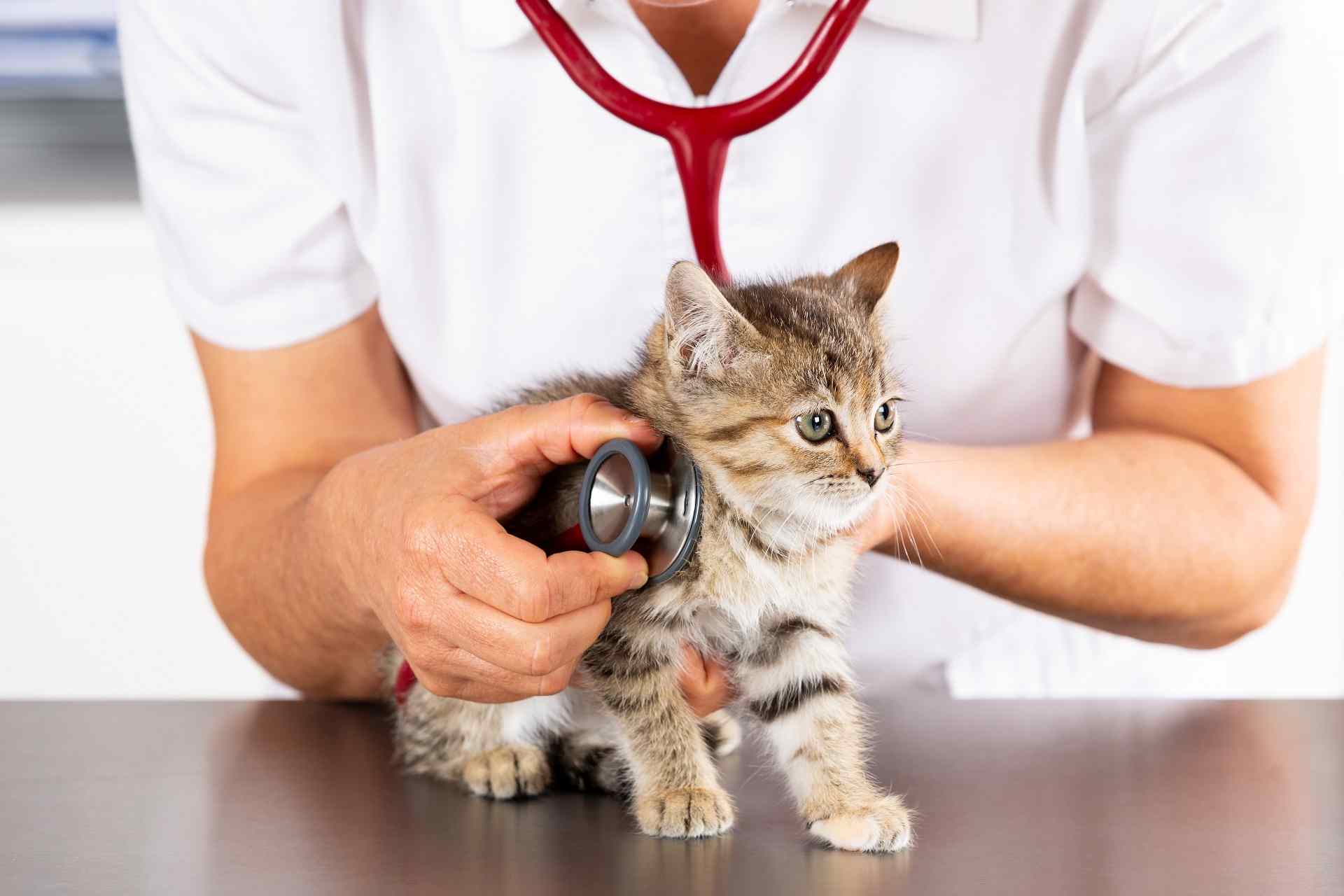 Veterinary clinic with a kitten