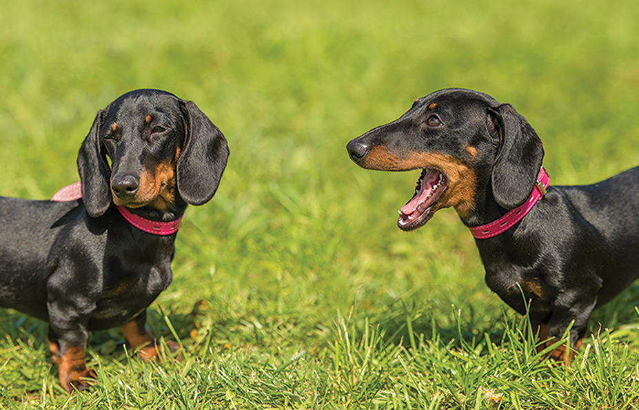 Dachshund dog in the park