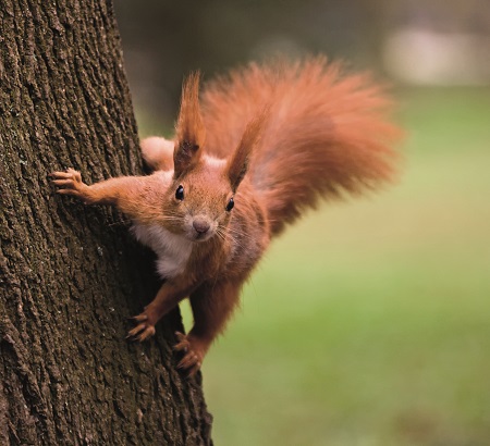 Red squirrel in the natural environment