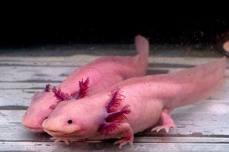 axolotl mexican salamander portrait underwater