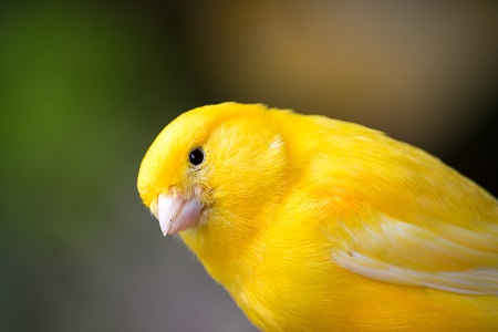Kanarienvogel