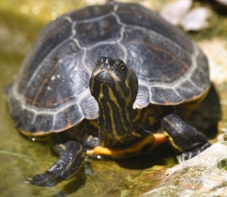 SchildkrÃ¶te mit weit ausgestrecktem Hals in einem Teich