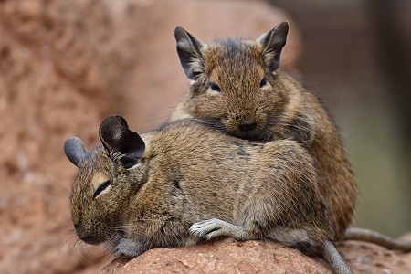 Common degu (octodon degus)