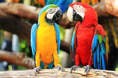 Parrot macaw couple