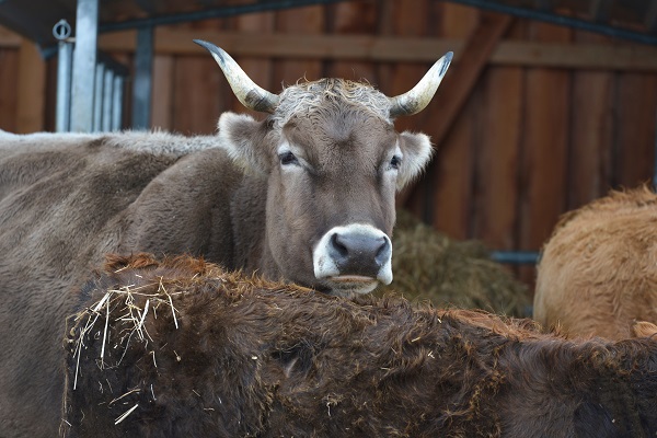 Kuh, Grauvieh mit Hörnern