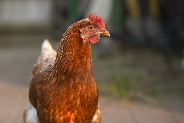Henne, die auf einem Feldweg läuft.