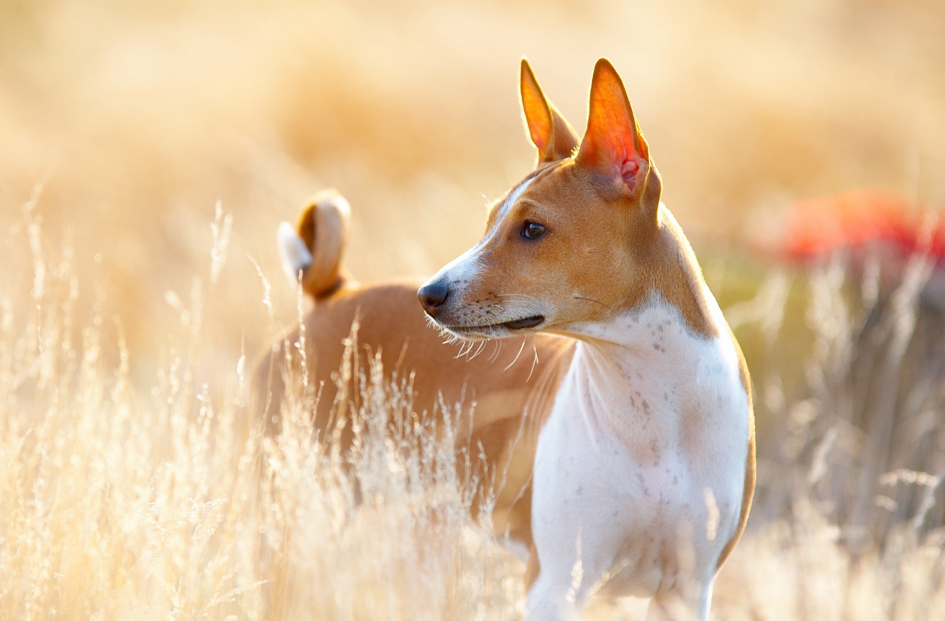 Basenji 