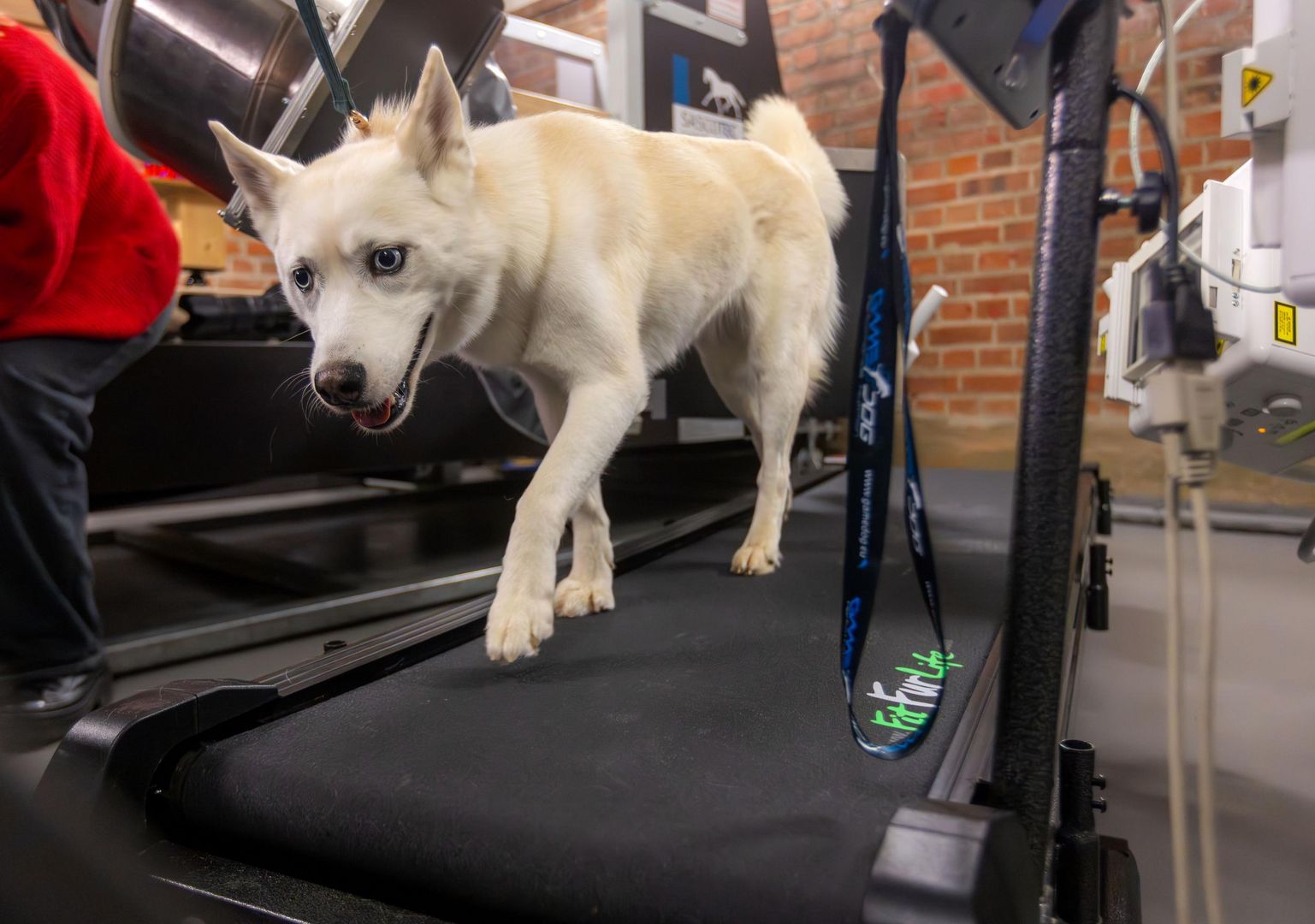 Ein weißer Husky-Mischling läuft hechelnd auf einem Laufband. Dabei ist an einem Halsband angeleint.