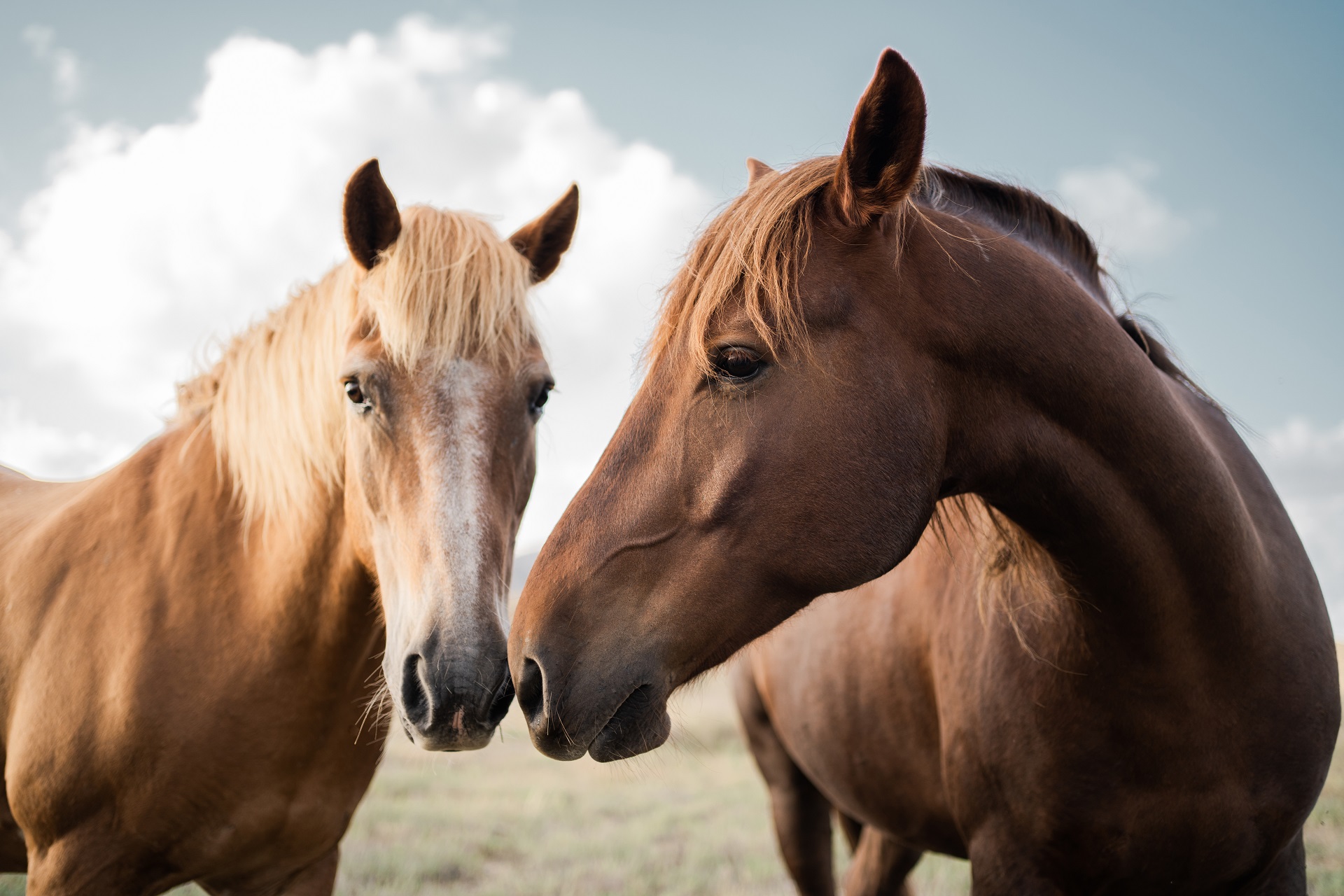 Zwei Pferde auf einer Wiese. Ein Pferd ist ein Palomino und das andere Pferd ein Fuchs. Beide Pferde halten ihre Nüstern aneinander. 