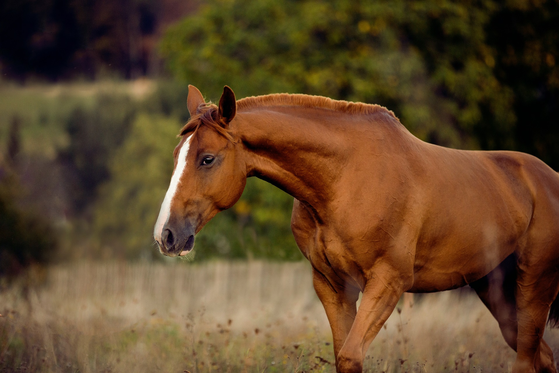 Ein Pferd läuft im Schritt über eine Weide. Das Pferd hat fuchsfarbenes Fell und eine weiße Blesse. Im Hintergrund sind Bäume verschwommen erkennbar.