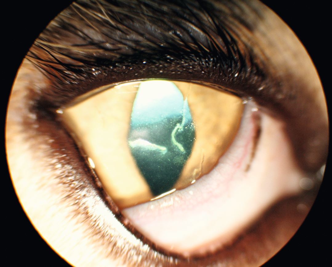 Dendritische Keratitis