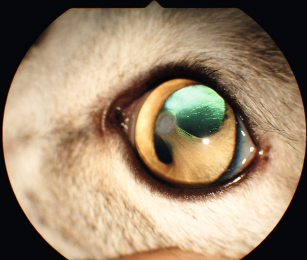 „Persistierende Pupillarmembran“