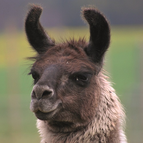 Im Fokus steht das Gesicht von einem Lama.