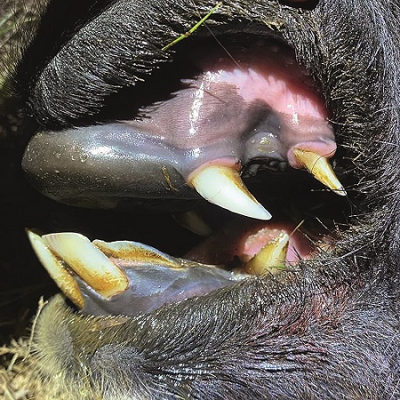 Auf dem Bild ist das Gebiss eines Lama Hengstes fokussiert.