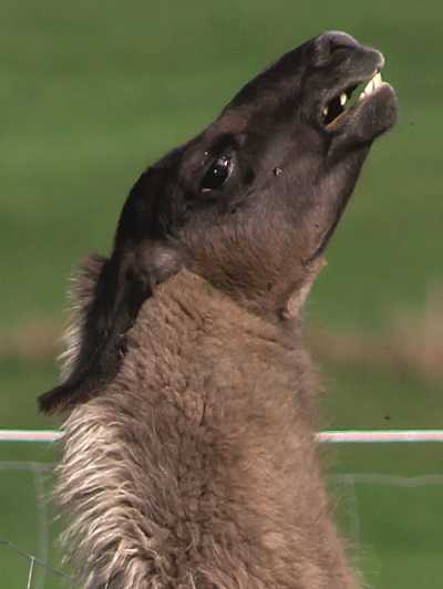 Ein Lama macht eine typische Kopfbewegung bevor es spuckt.
