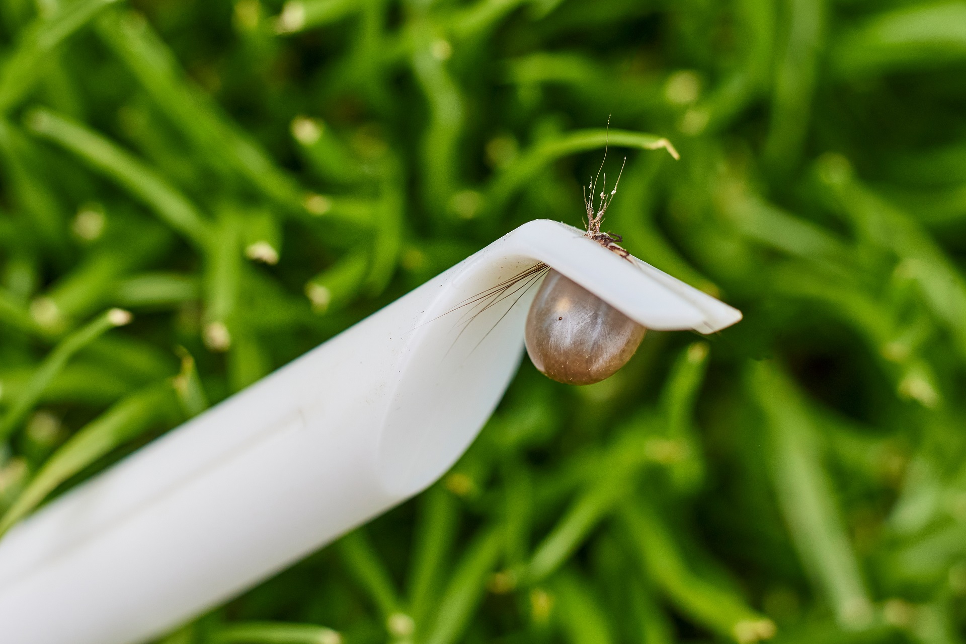 Eine Zecke wurde mit einer Zeckenzange von einem Hund entfernt. 