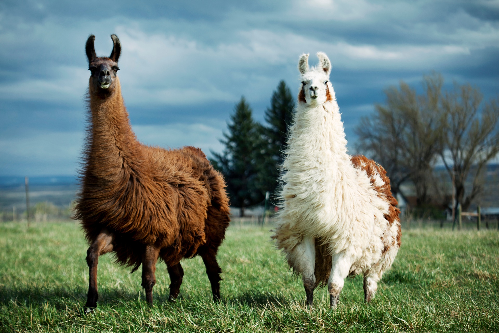 Zwei Alpakas stehen auf grünem Gras vor einem bewölkten Himmel. Das Fell der Tiere weht im Wind. Das linke Alpaka hat braunes Fell und das rechte weißes Fell. 