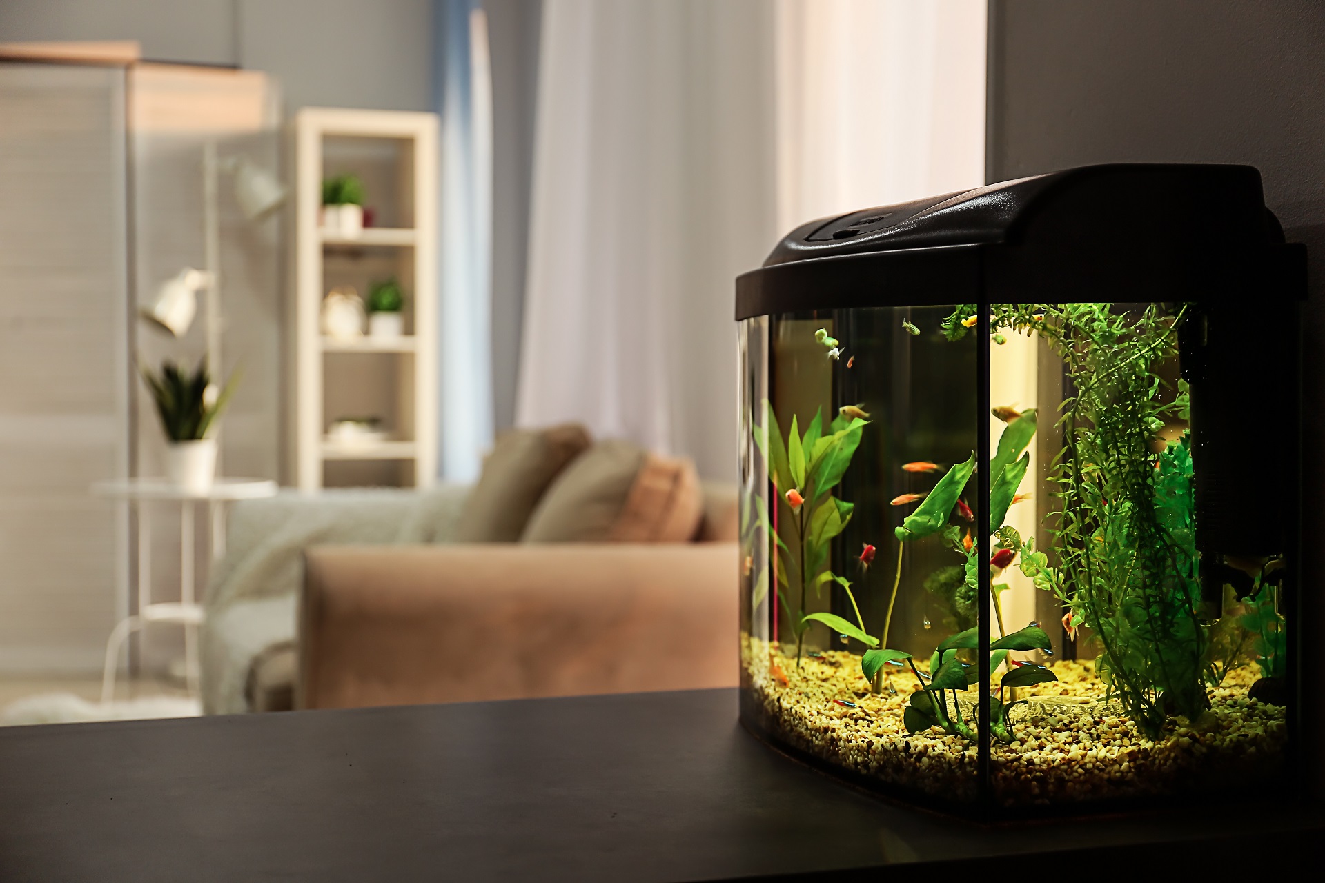 Aquarium im Wohnzimmer