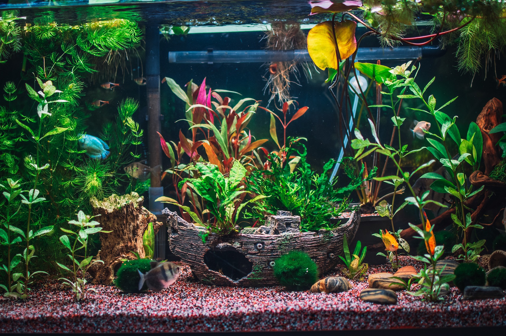 Aufnahme von einem bepflanzten Aquarium mit einem Deko-Schiff.