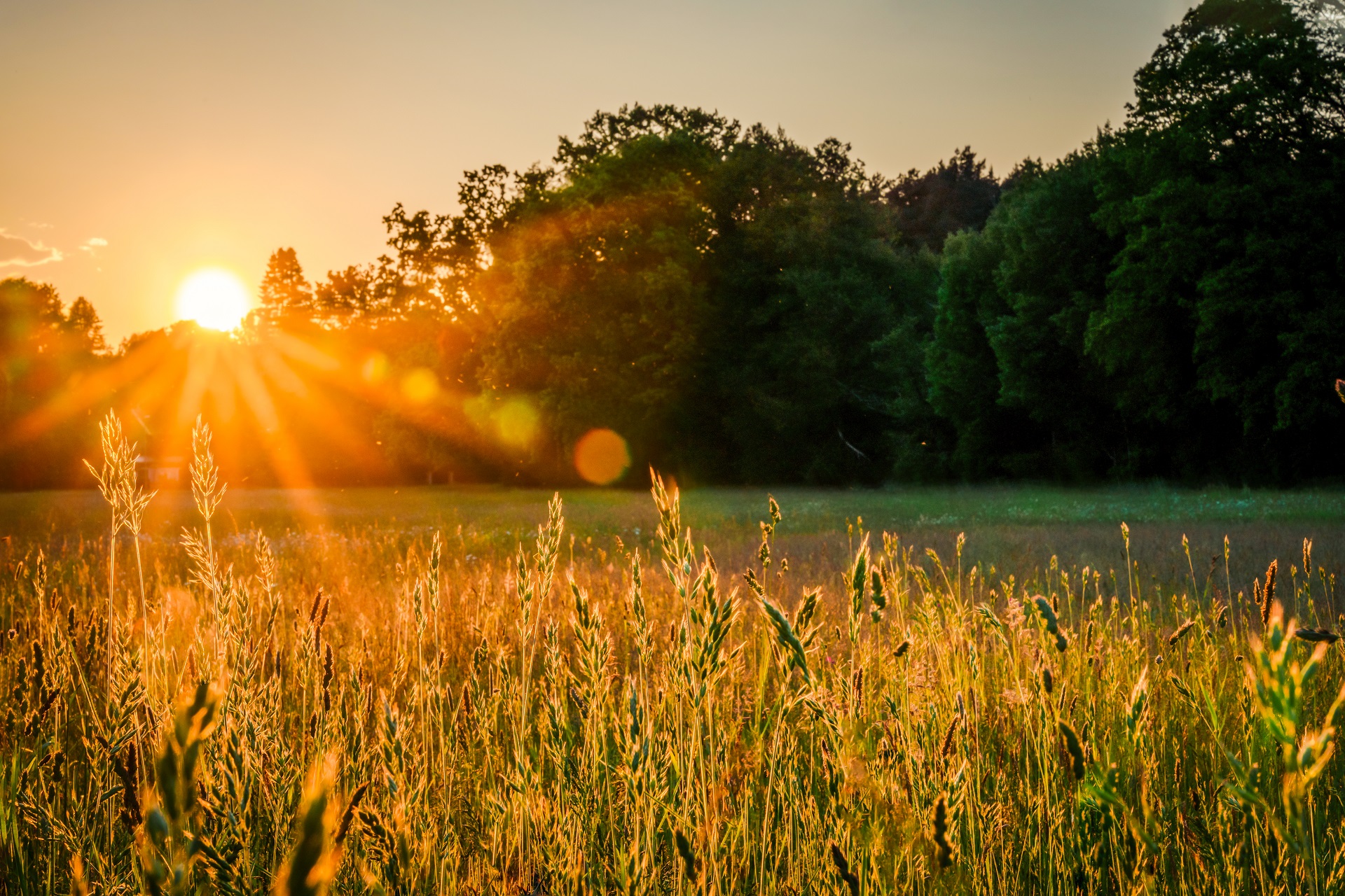 Die Sonne scheint auf ein Feld, im Hintergrund ist ein Waldrand.