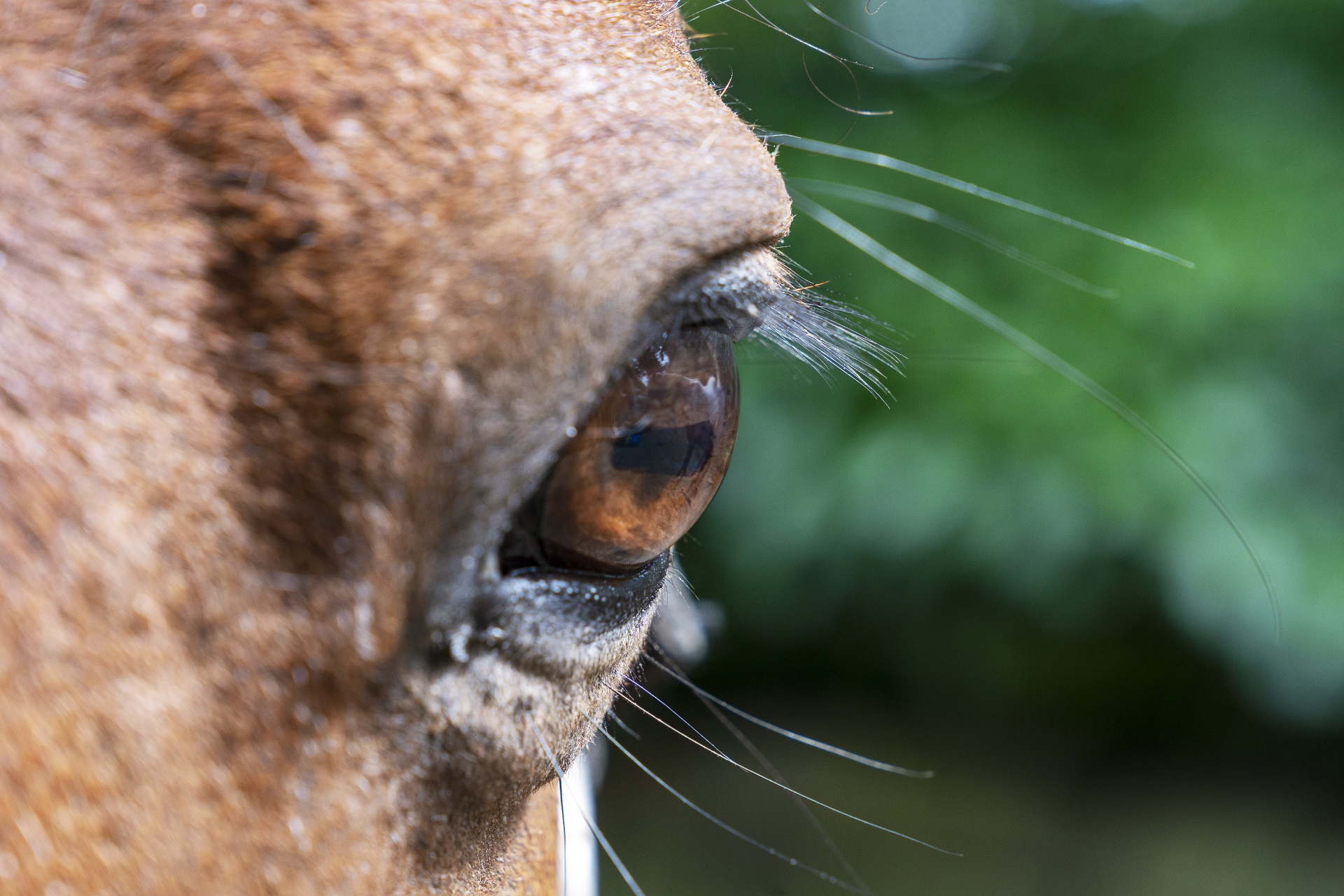Frontale Nahaufnahme von einem Pferdeauge.