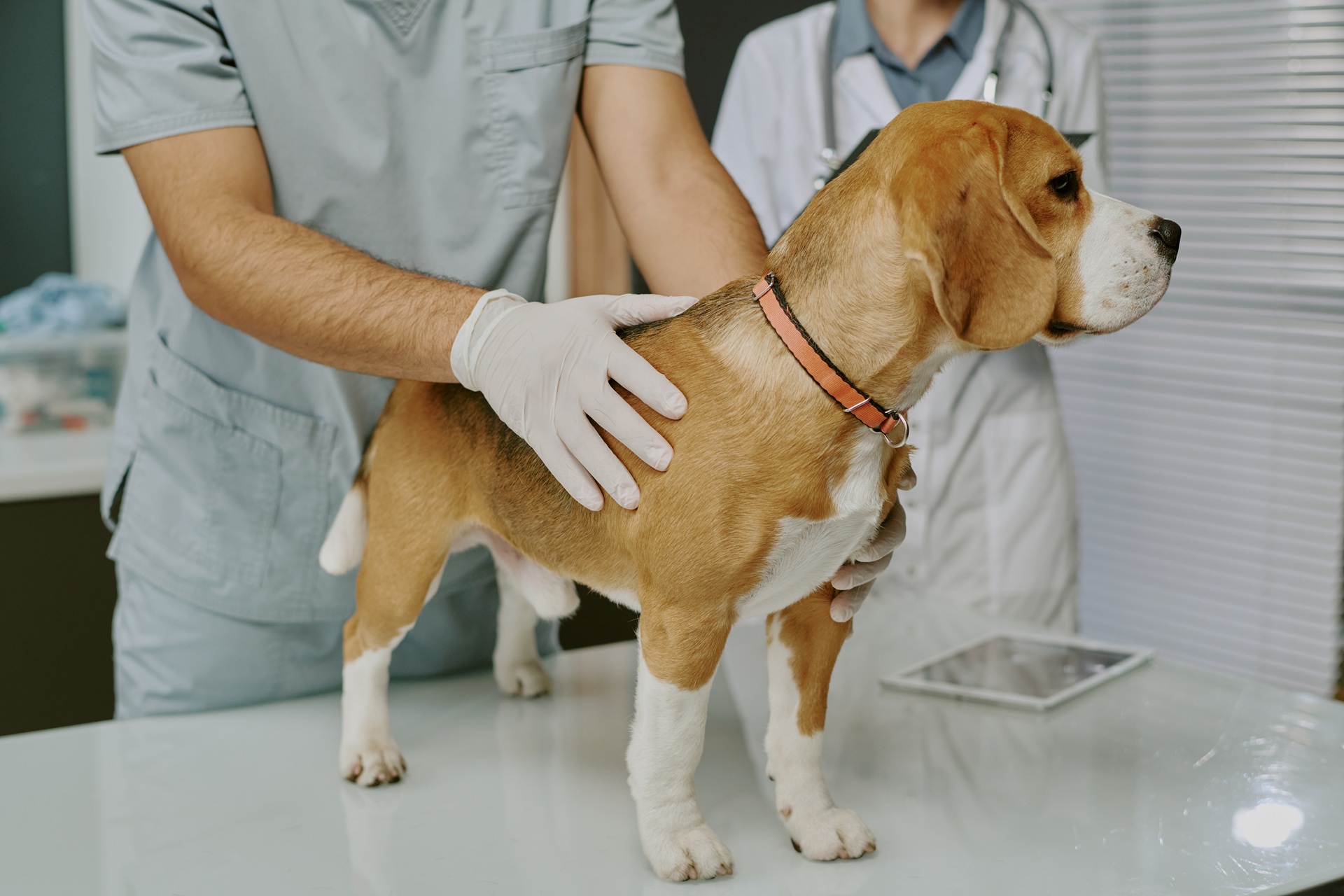 Ein Tierarzt untersucht einen Hund in einem Praxisraum. Der Hund steht auf einem Behandlungstisch. Der Hund ist ein Beagle. Eine weitere Tierärztin steht in einem weißen Kittel daneben und trägt ein Stethoskop um den Hals.