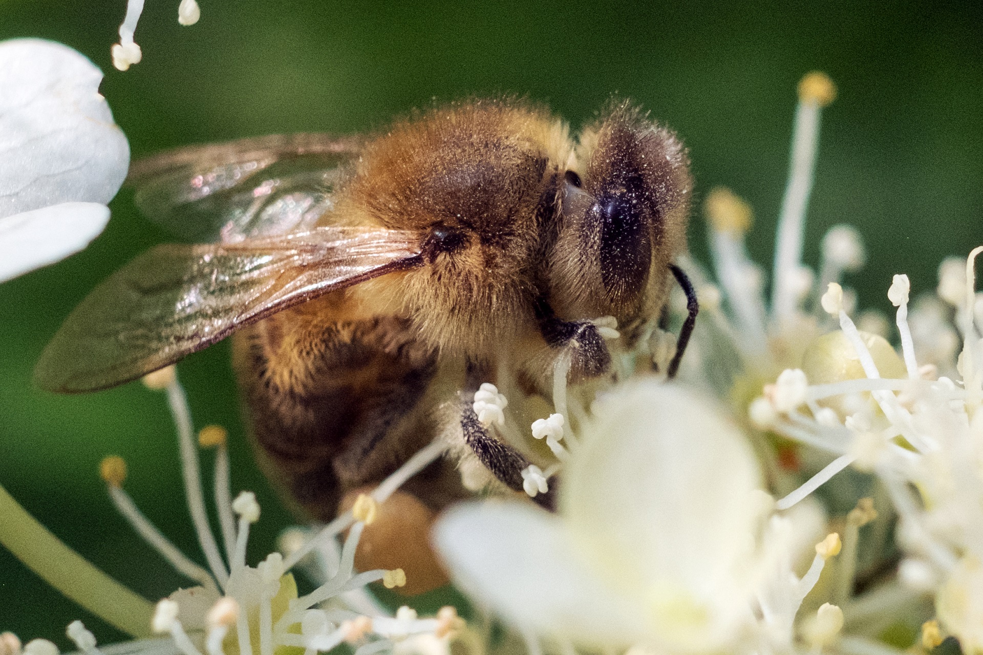 Biene auf Holunderblüte