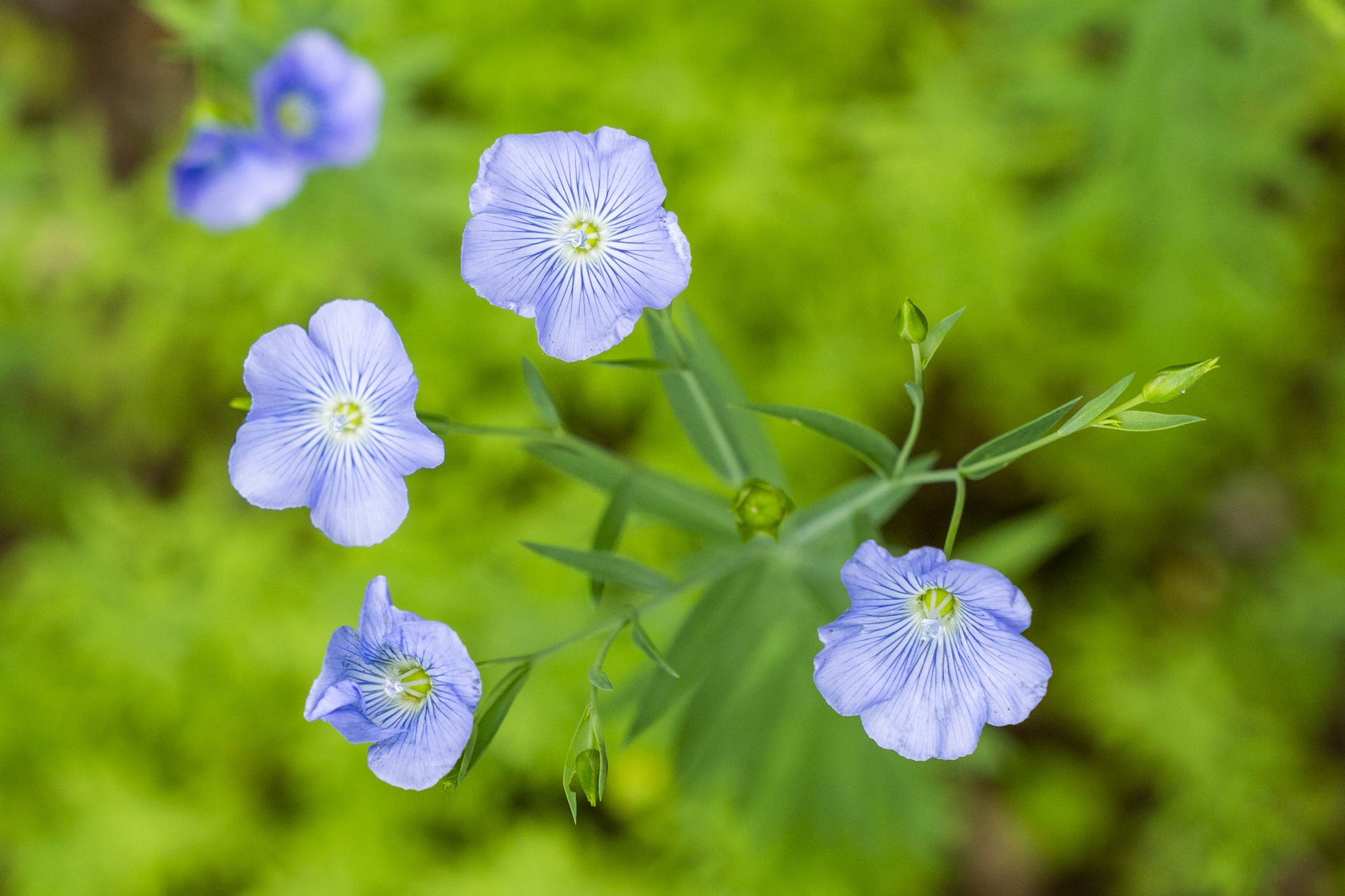 Aufnahme von fünf blau-violetten Blüten eines Leingewächs. Im Hintergrund ist verschwommen grüner Bewuchs erkennbar. 