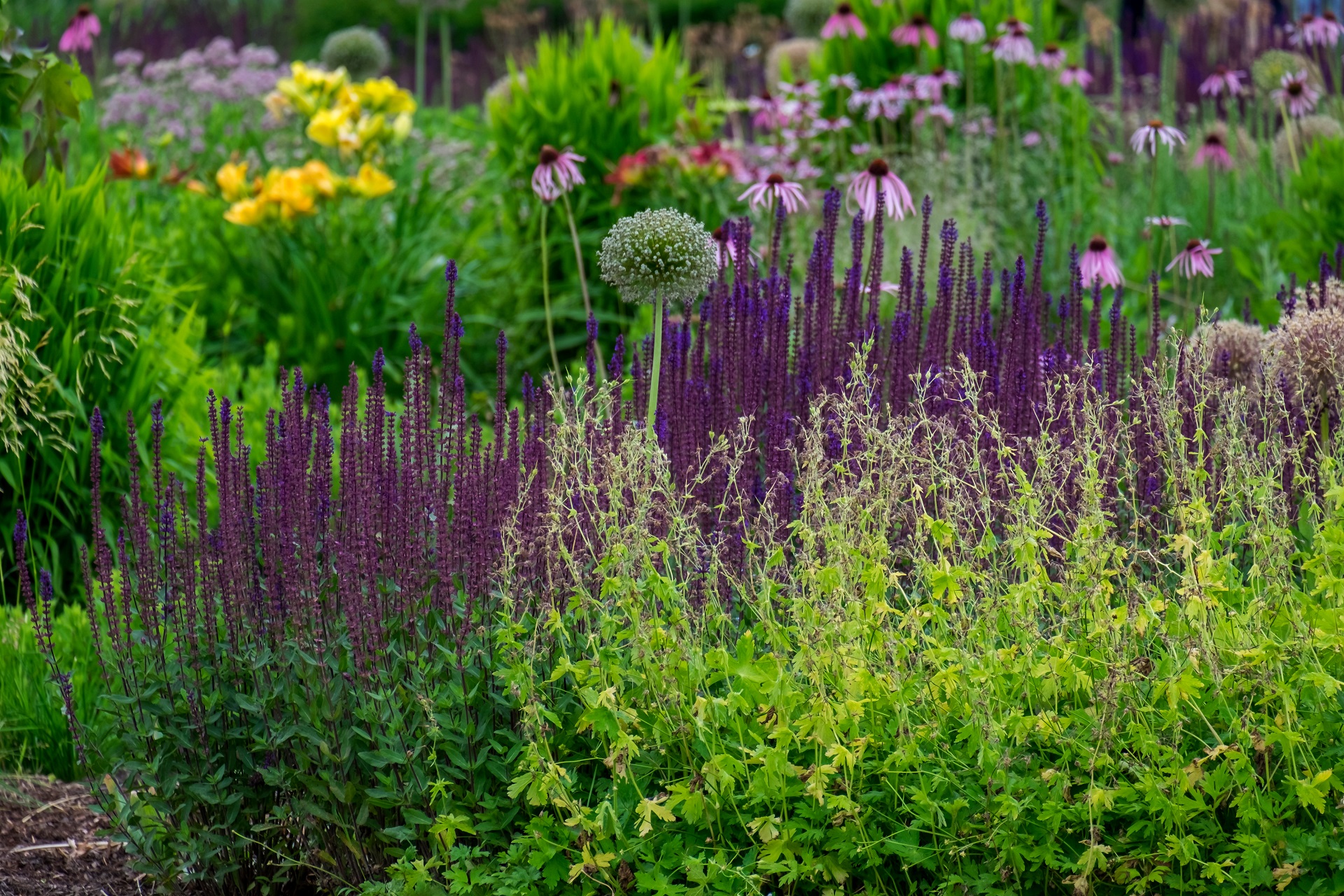 Garten mit vielen verschiedenen Blumen. Im Vordergrund sieht man ein Staudenbeet. Die Blumen haben in bunten Farben - wie lila und gelb - Blüten. 