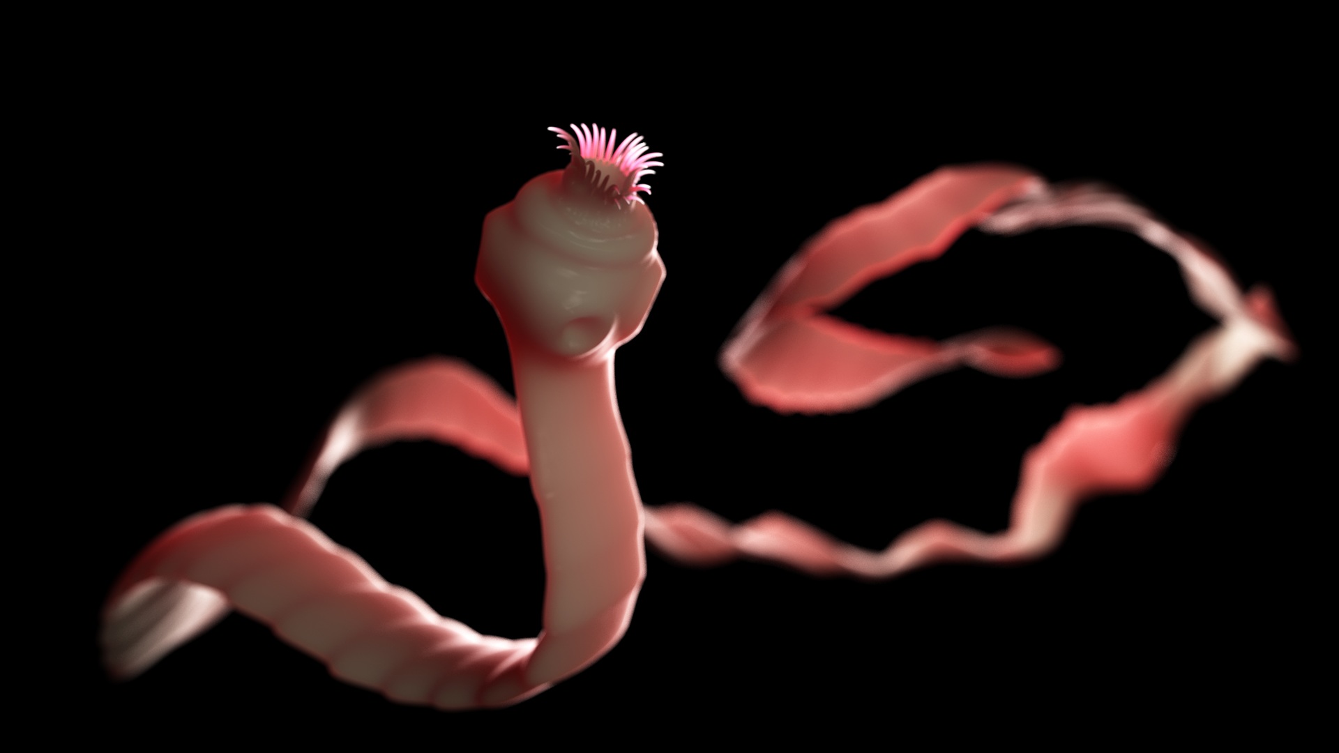 Medizinisch exakte 3D-Rendering-Darstellung eines Bandwurms. Der Bandwurm ist vor einem schwarzen Hintergrund dargestellt. Der Wurm stellt sich in roter Farbe da und hat einen langen Körper. Das Kopfteil ist rundlich angelegt mit einem Saugnapf.  