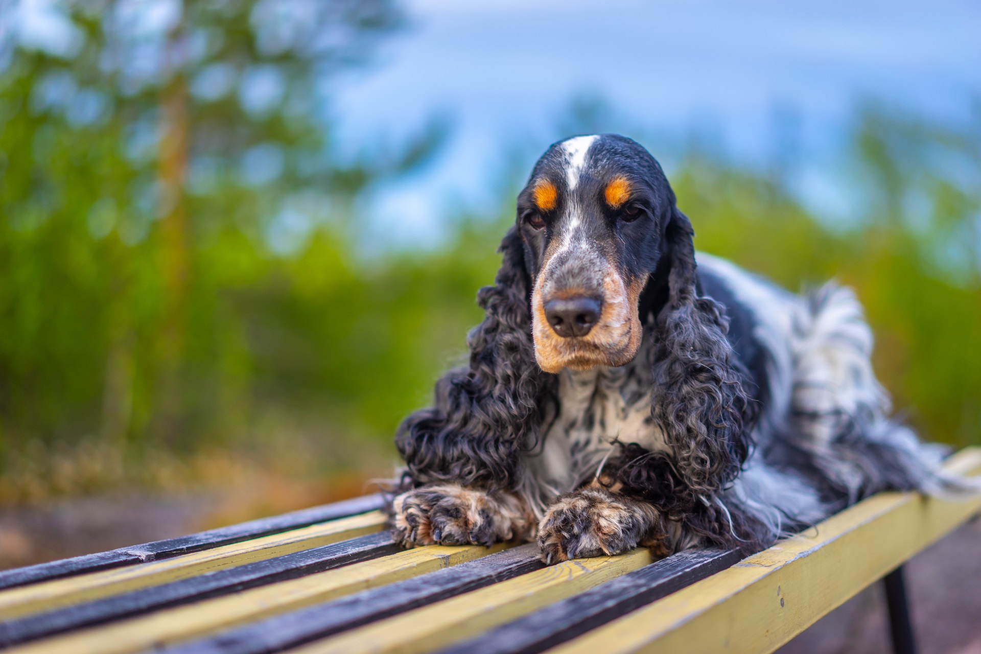 Ein dreifarbiger Cocker Spaniel liegt entspannt auf einer Holzbank.