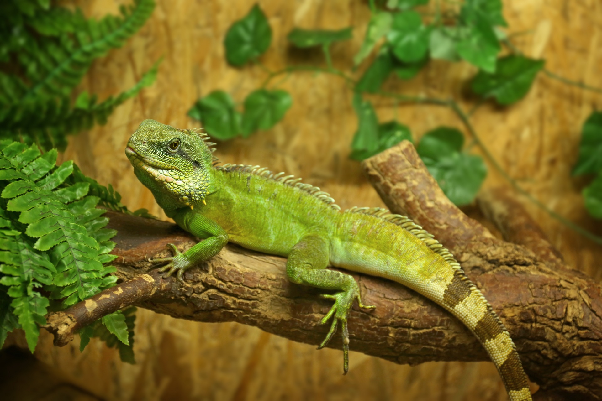 Iguana