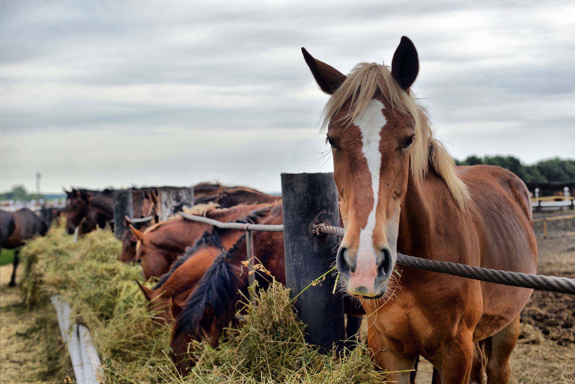 Pferd an der Heuraufe