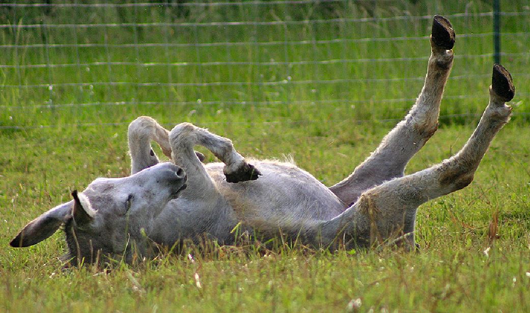 Ein grauer Esel wälzt sich genüsslich auf einer grünen Weide.
