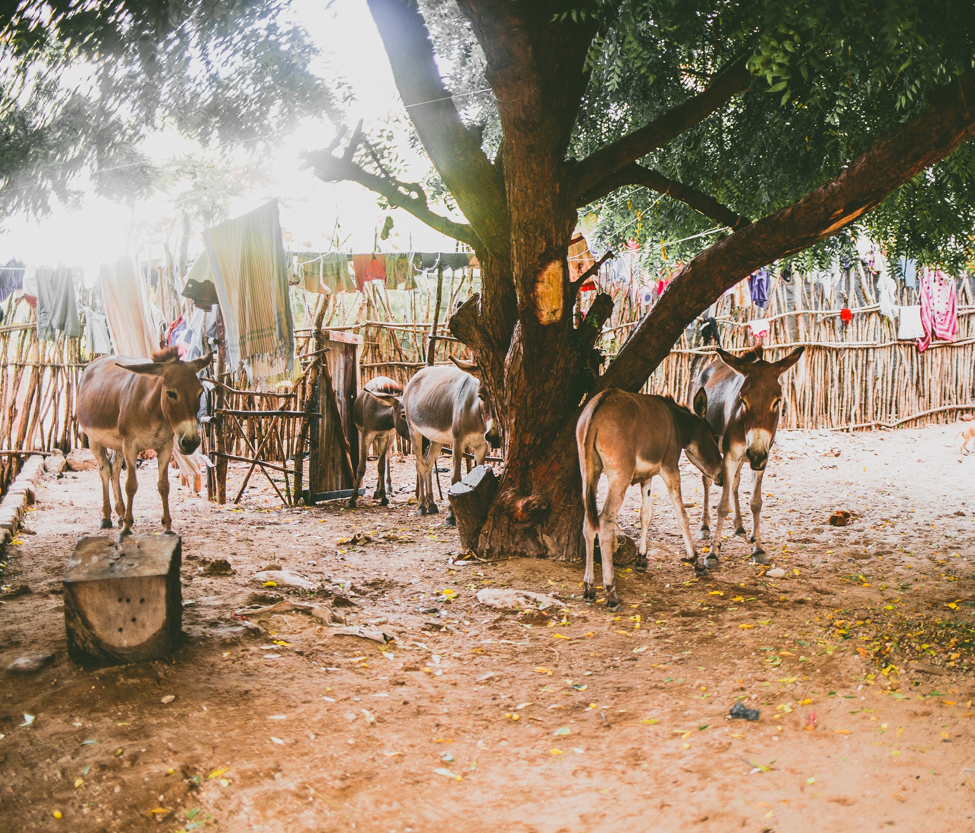 Fünf Esel stehen draußen vor einem Zaum, unter einem Baum. Die Esel dösen und haben typisches gräuliches Fell. Über den Zaun sind Kleider und Stoffe gehangen. Der Boden ist sandig. 