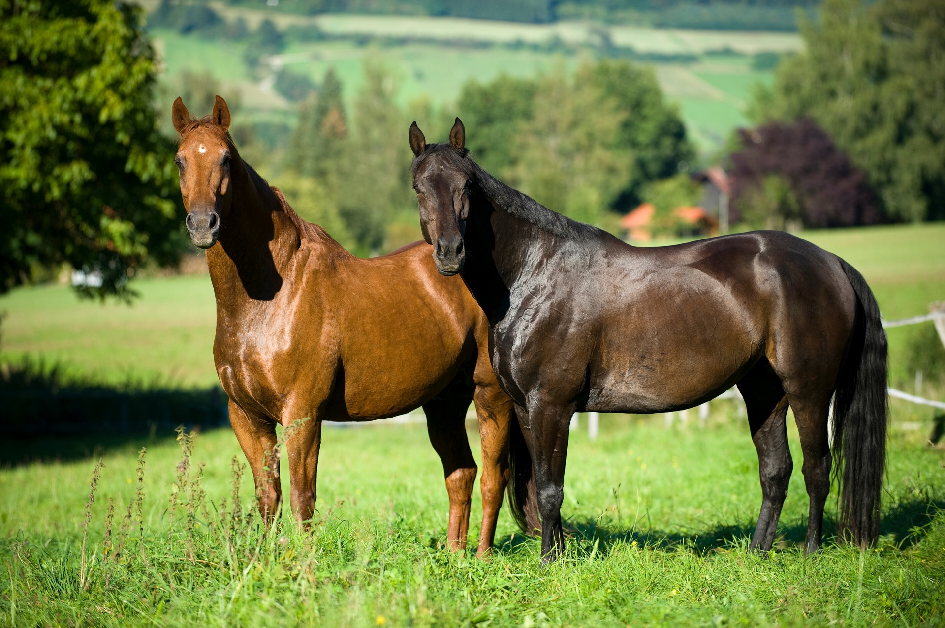 Zwei Pferde stehen auf der Koppel.