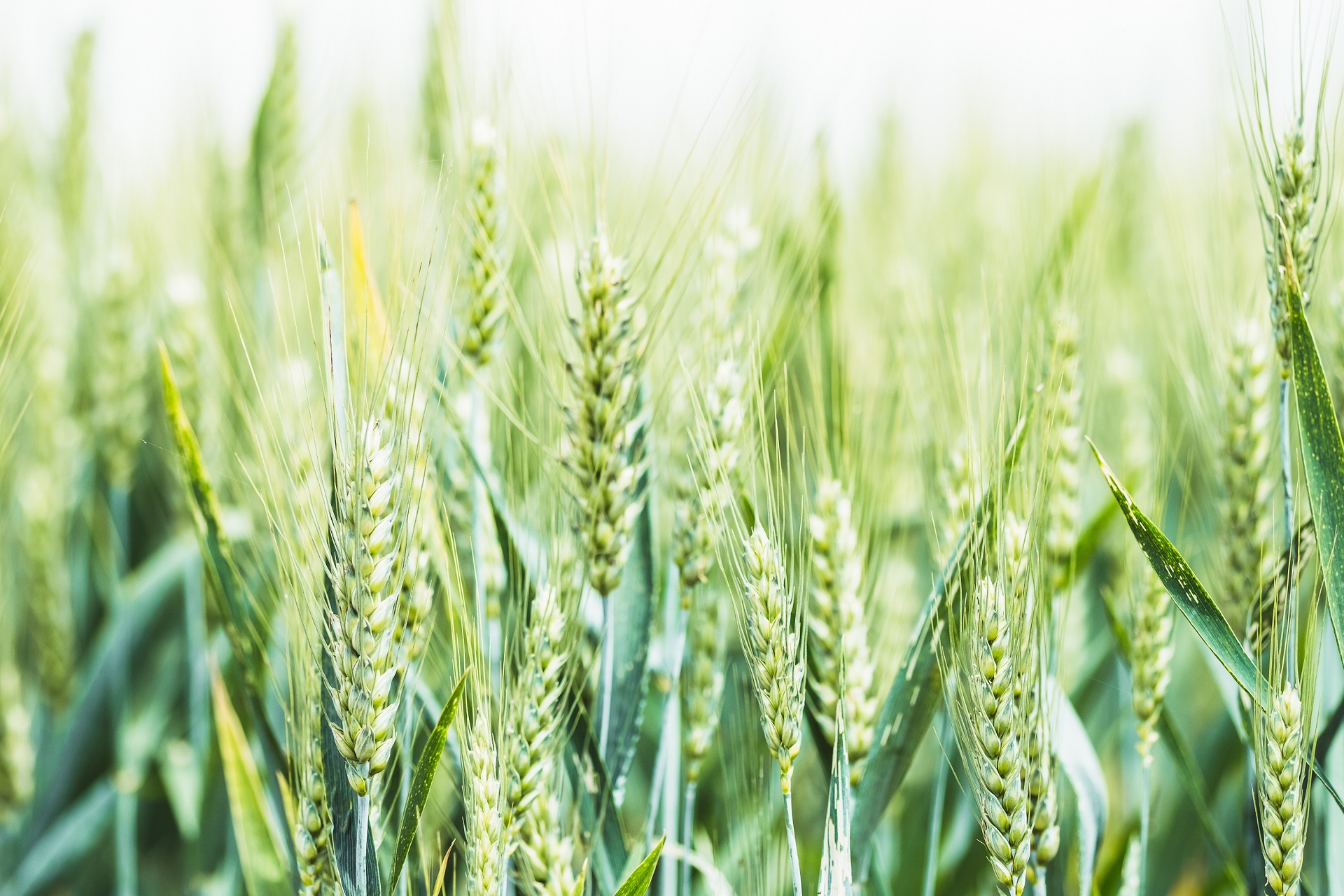 Nahaufnahme von grünen Getreide-Ähren.