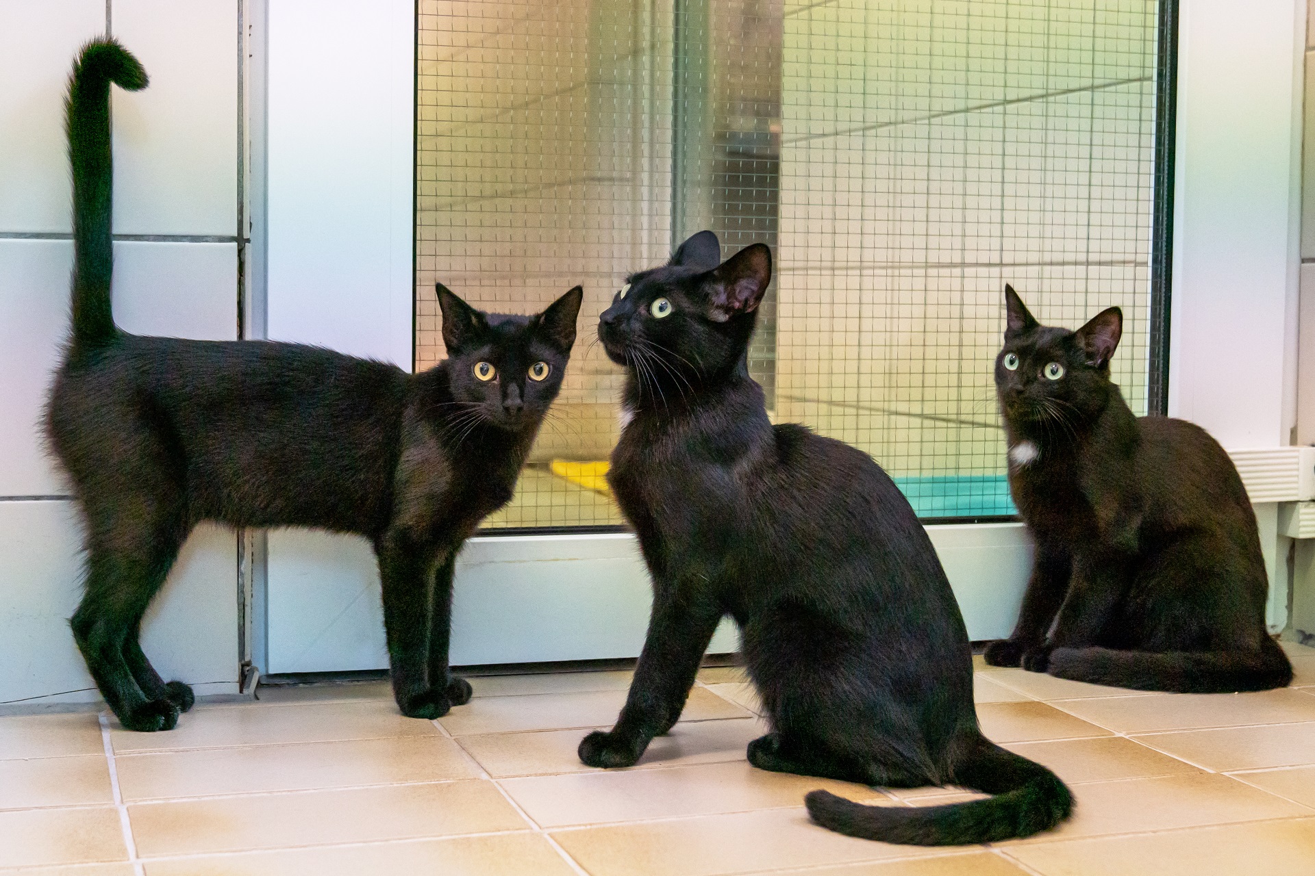 Drei schwarze Katzen sind in einem Tierheim. Zwei Katzen sitzen und eine steht. Alle schauen aufmerksam und mit gespitzten Ohren. Bei den Katzen handelt es sich um Europäische Kurzhaar Katzen. 
