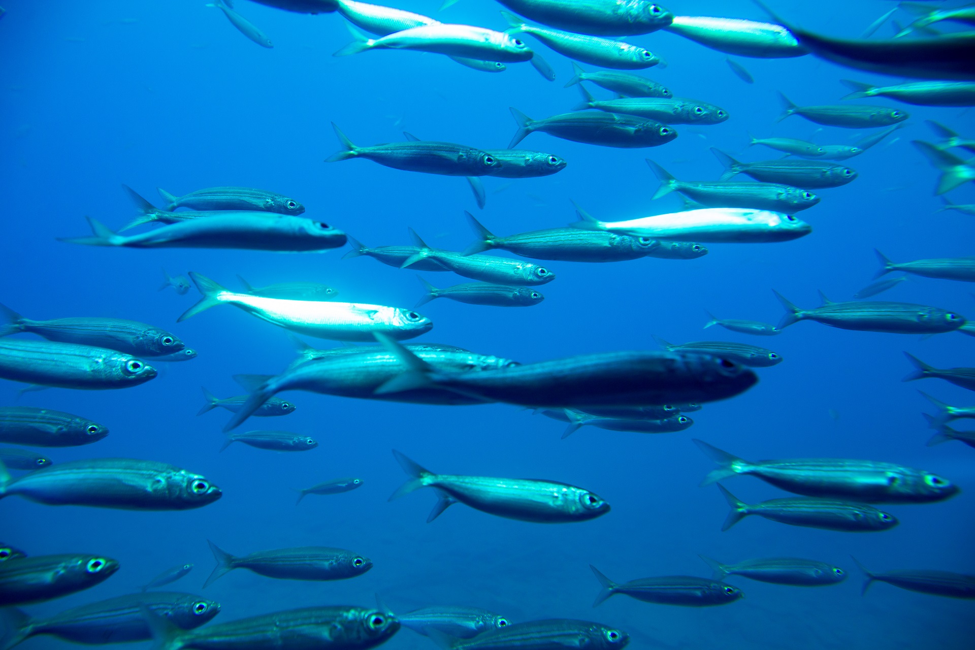 Ein Fischschwarm schwimmt im Meer.