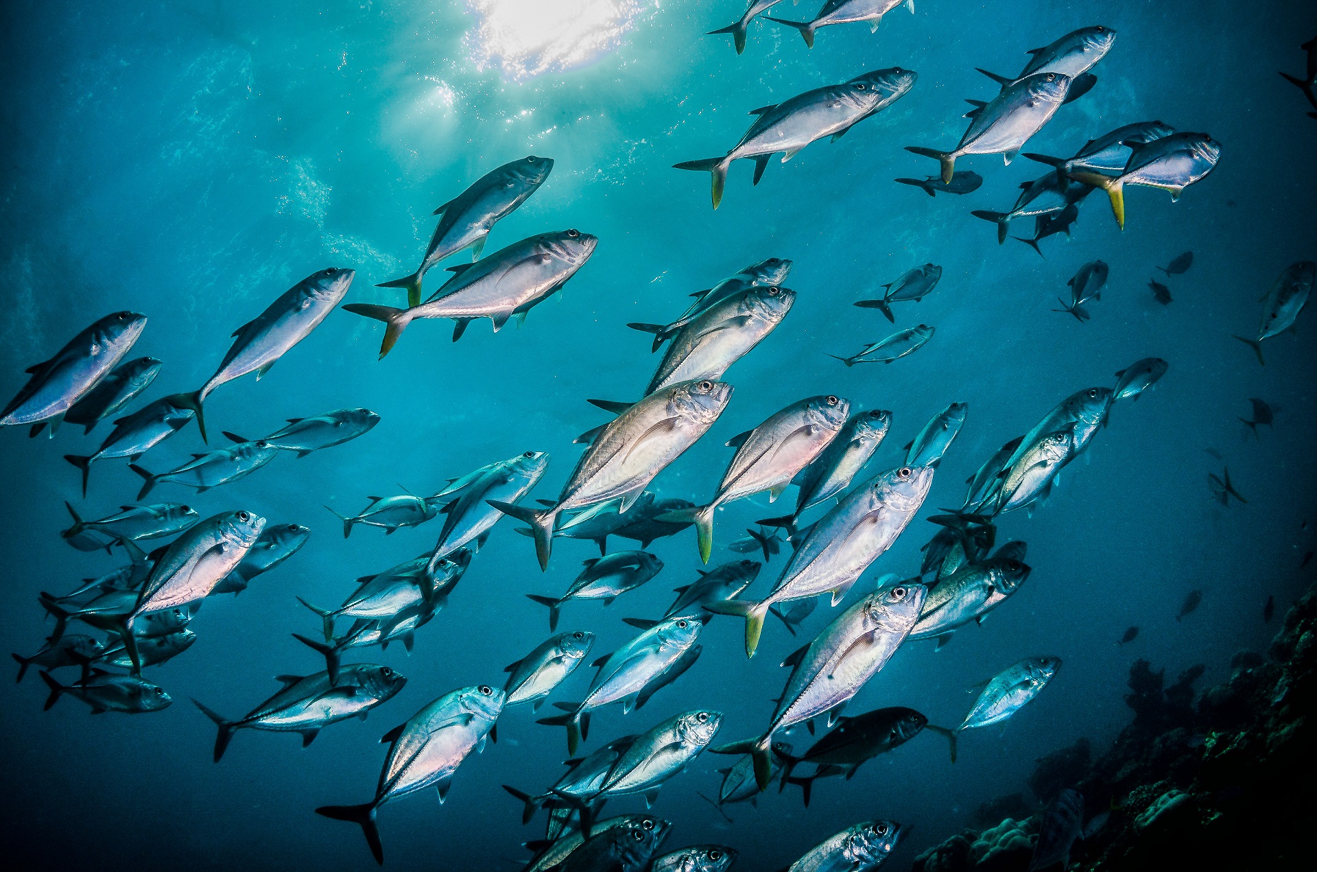 Eine Gruppe Fische schwimmen durch das tiefblaue Wasser des offenen Ozeans. Durch die Wasseroberfläche scheinen noch einige Sonnenstrahlen hindurch.