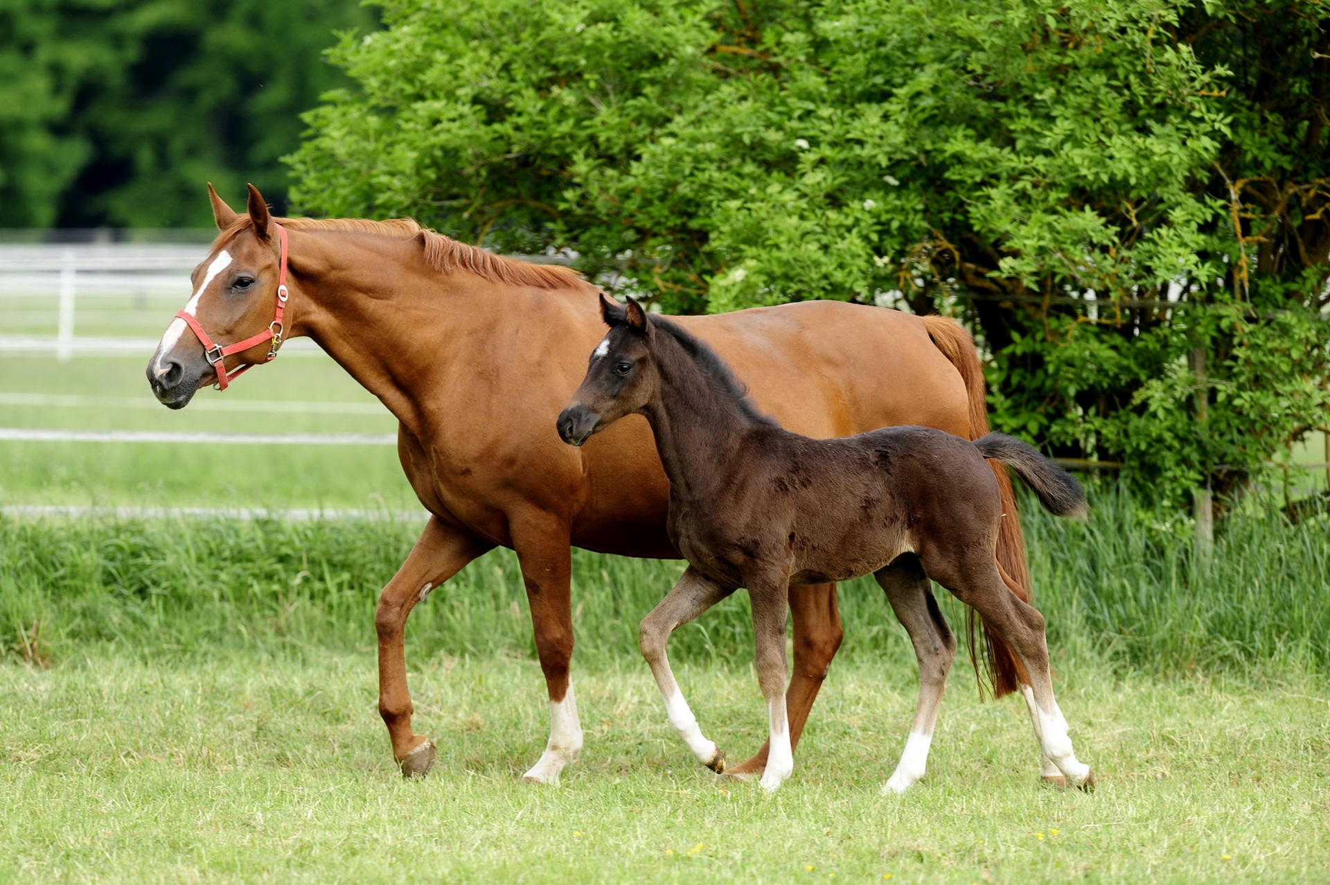 Eine Stute läuft mit ihrem Fohlen über eine grüne Weide. Die Stute trägt ein rotes Halfter und hat fuchsfarbenes Fell. Das Fohlen läuft aufmerksam neben der Mutter her und hat etwas dunkleres Fell. 