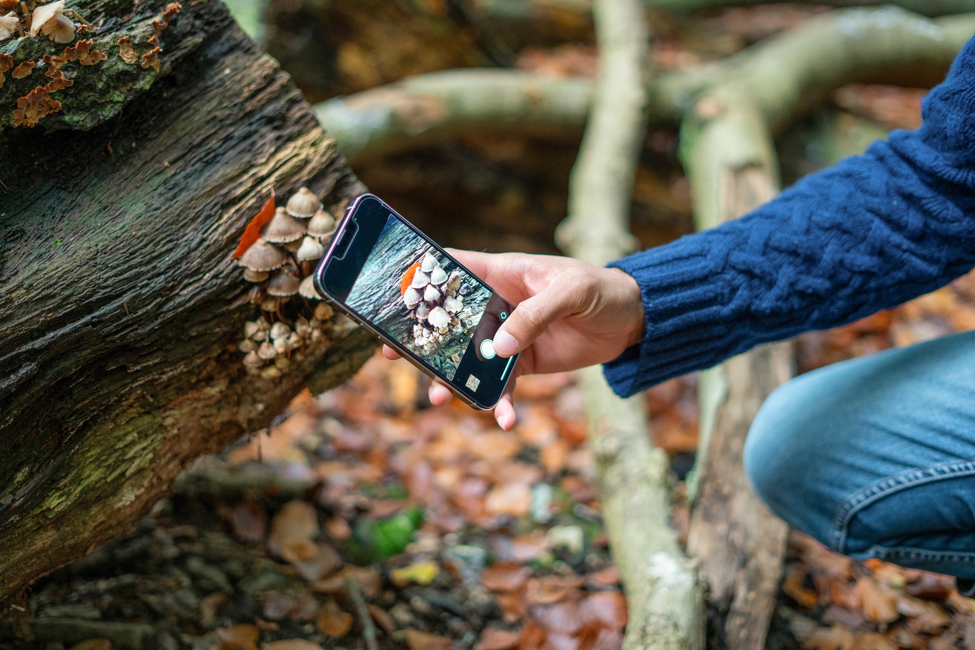 Ein Person fotografiert mit dem Handy Pilze im Wald.